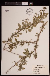 Berberis thunbergii image
