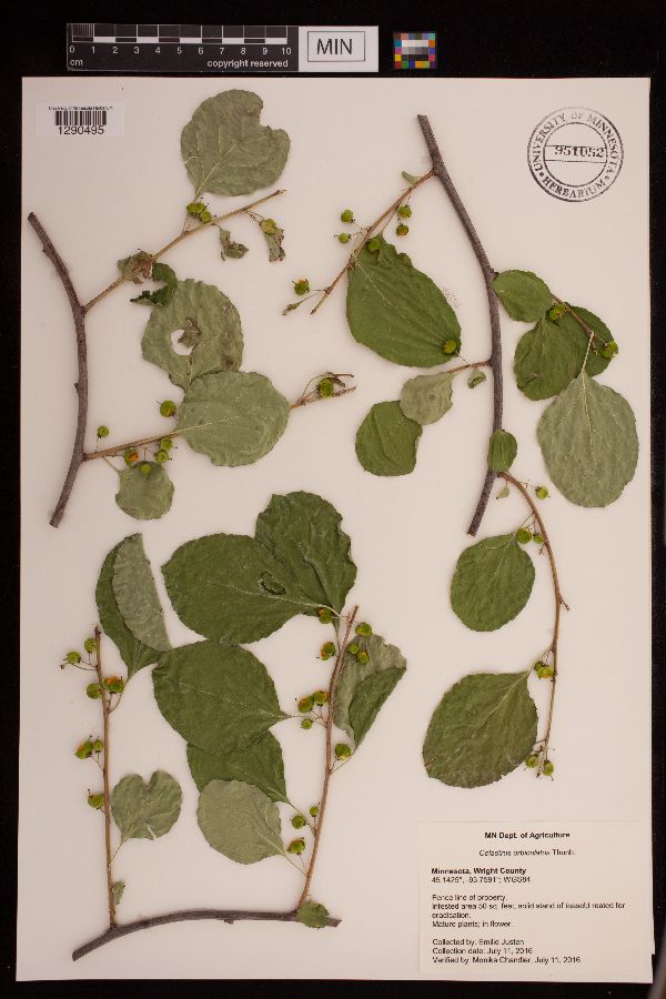 Celastrus orbiculatus image