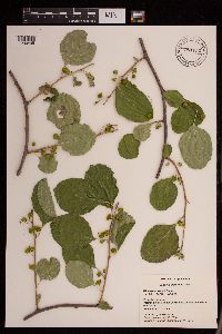 Image Associated With the Occurrence