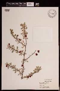 Berberis thunbergii image