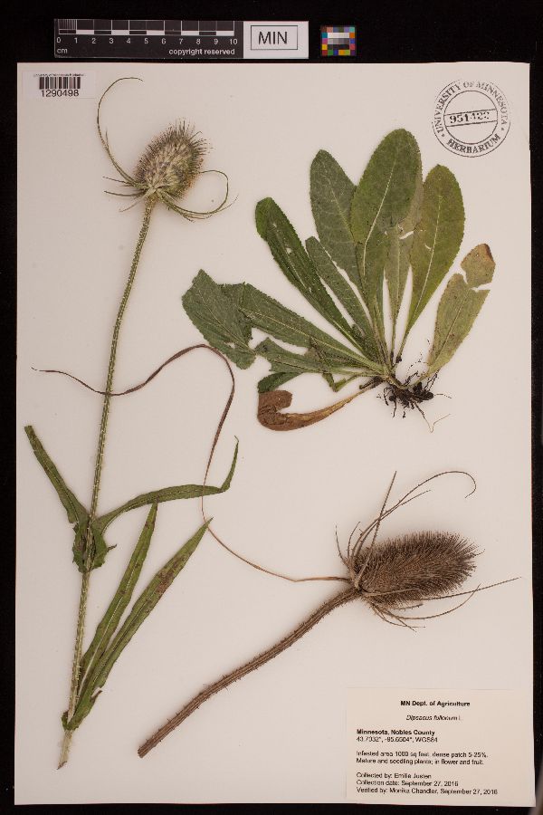 Dipsacus fullonum image