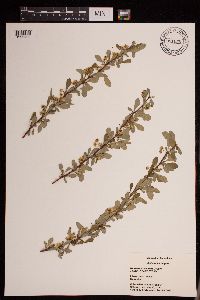 Berberis thunbergii image