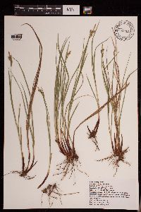 Carex torreyi image