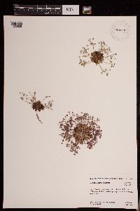 Media resource of Androsace septentrionalis