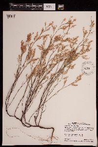 Polygonella articulata image