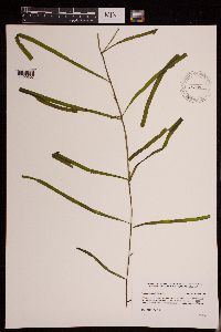 Potamogeton epihydrus image