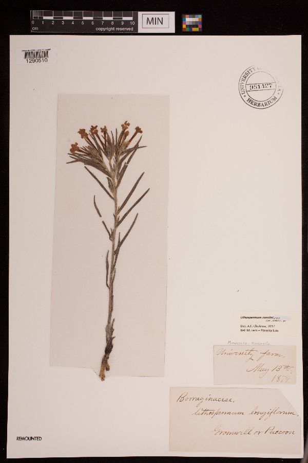 Lithospermum caroliniense var. croceum image