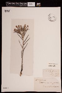 Lithospermum caroliniense image