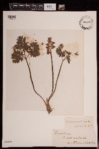 Dicentra cucullaria image