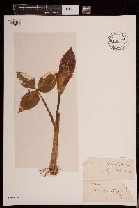 Image of Arisaema triphyllum