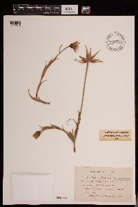 Tragopogon pratensis image
