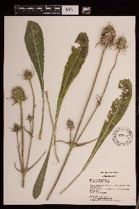 Dipsacus fullonum image