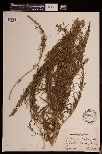 Artemisia biennis image