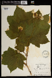 Rubus parviflorus image
