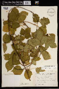 Rubus steelei image