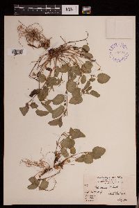 Viola adunca image