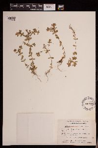 Hypericum boreale image