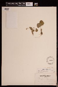 Viola minuscula image