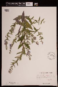 Image Associated With the Occurrence