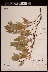 Prunus pumila image