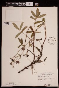 Comarum palustre image