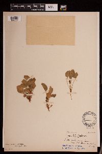 Viola adunca image