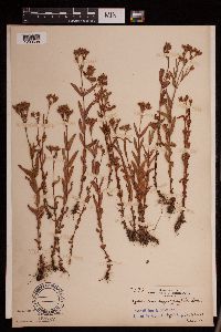 Media resource of Hypericum majus