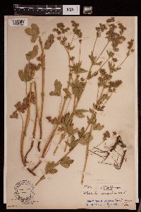 Potentilla norvegica image