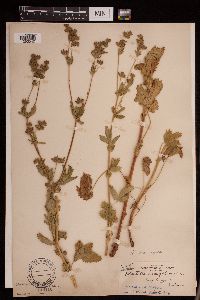 Potentilla norvegica image