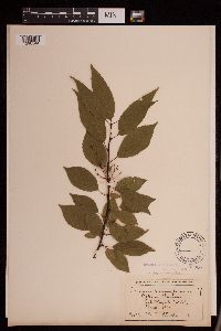 Prunus pensylvanica image
