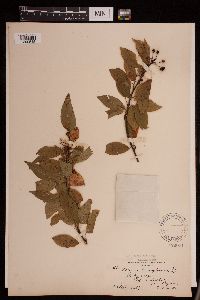 Prunus pensylvanica image