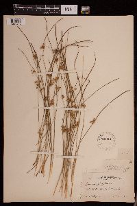 Juncus filiformis image