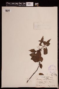 Prunus pensylvanica image