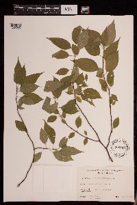 Prunus pensylvanica image