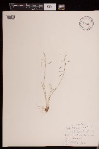 Puccinellia distans image