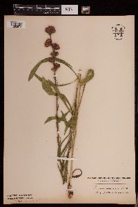 Liatris ligulistylis image