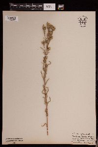 Madia glomerata image