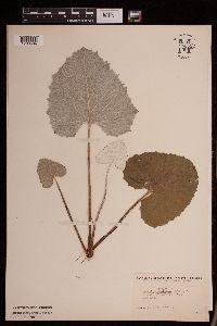 Petasites frigidus var. sagittatus image