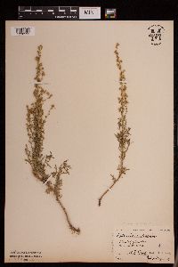 Media resource of Artemisia michauxiana
