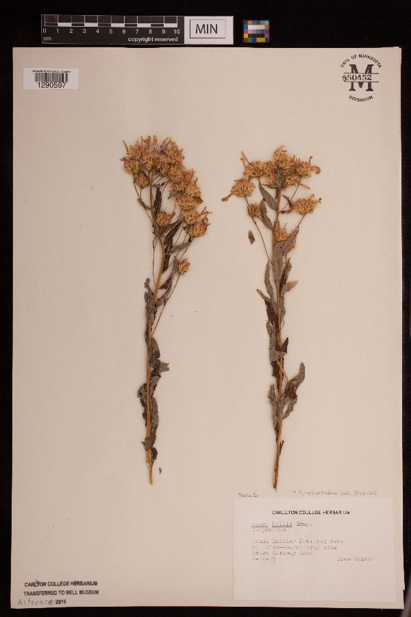 Symphyotrichum hallii image