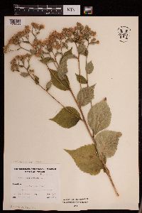 Media resource of Eurybia macrophylla