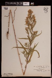 Symphyotrichum praealtum image