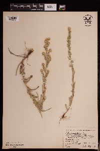 Symphyotrichum falcatum var. commutatum image