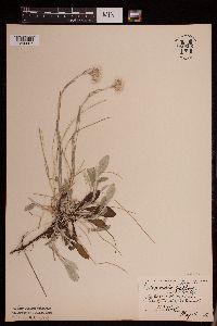 Antennaria plantaginifolia image