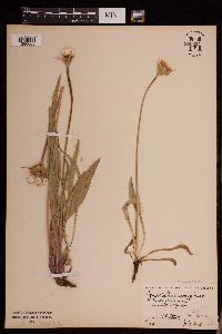 Agoseris glauca image