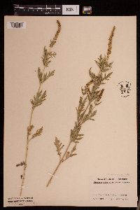 Ambrosia artemisiifolia image