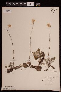 Antennaria parlinii subsp. fallax image