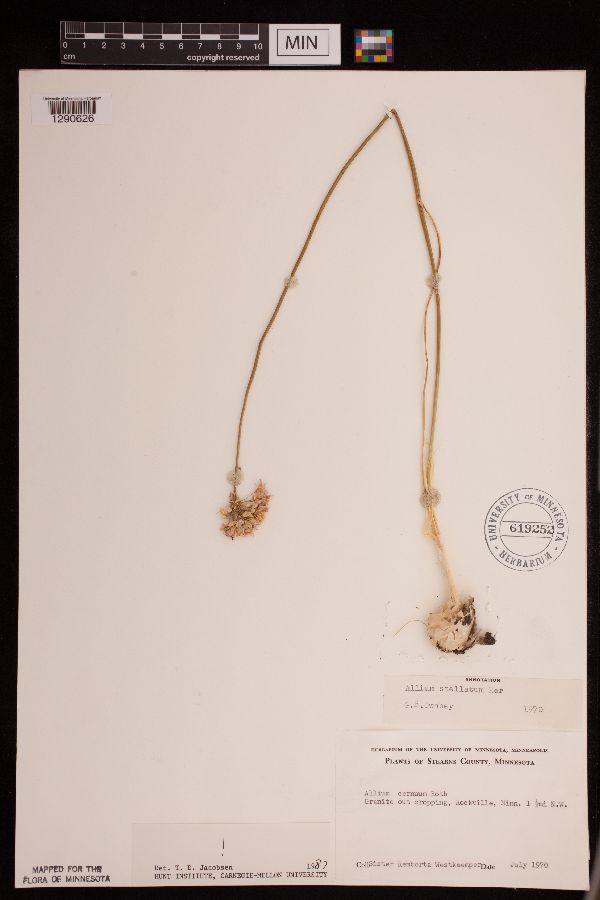 Allium stellatum image