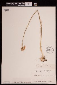 Image of Allium stellatum