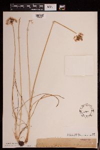 Allium stellatum image